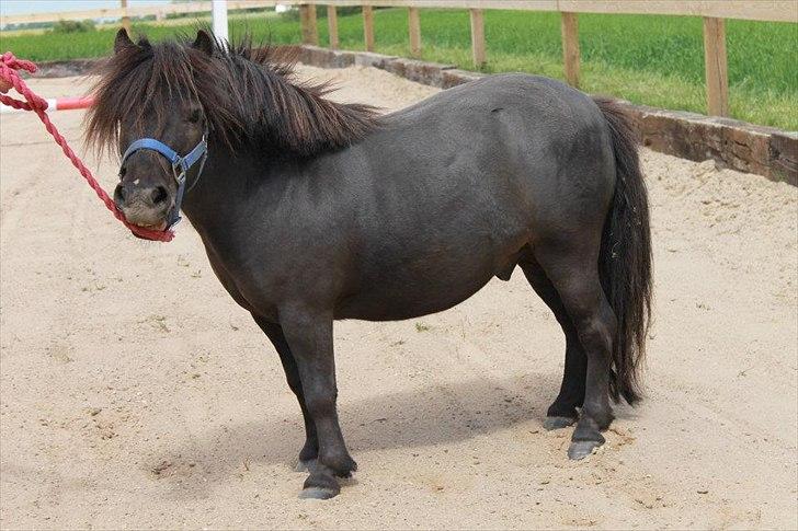 Shetlænder Bølle billede 11