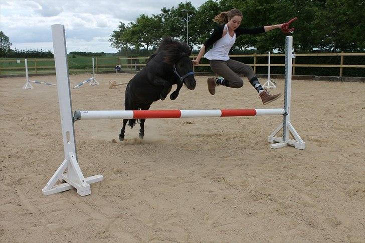 Shetlænder Bølle billede 4