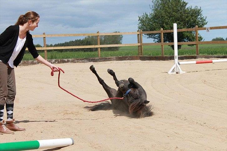 Shetlænder Bølle billede 12