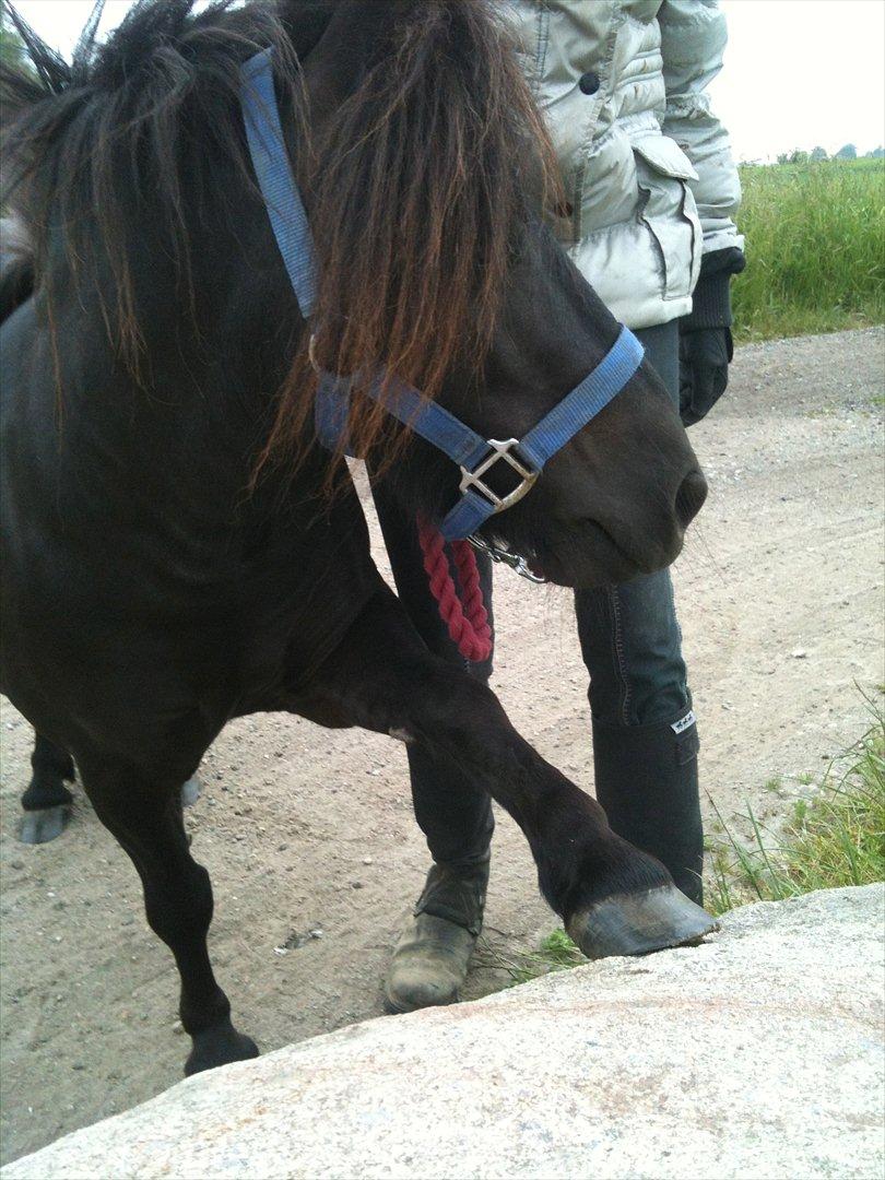 Shetlænder Bølle billede 13