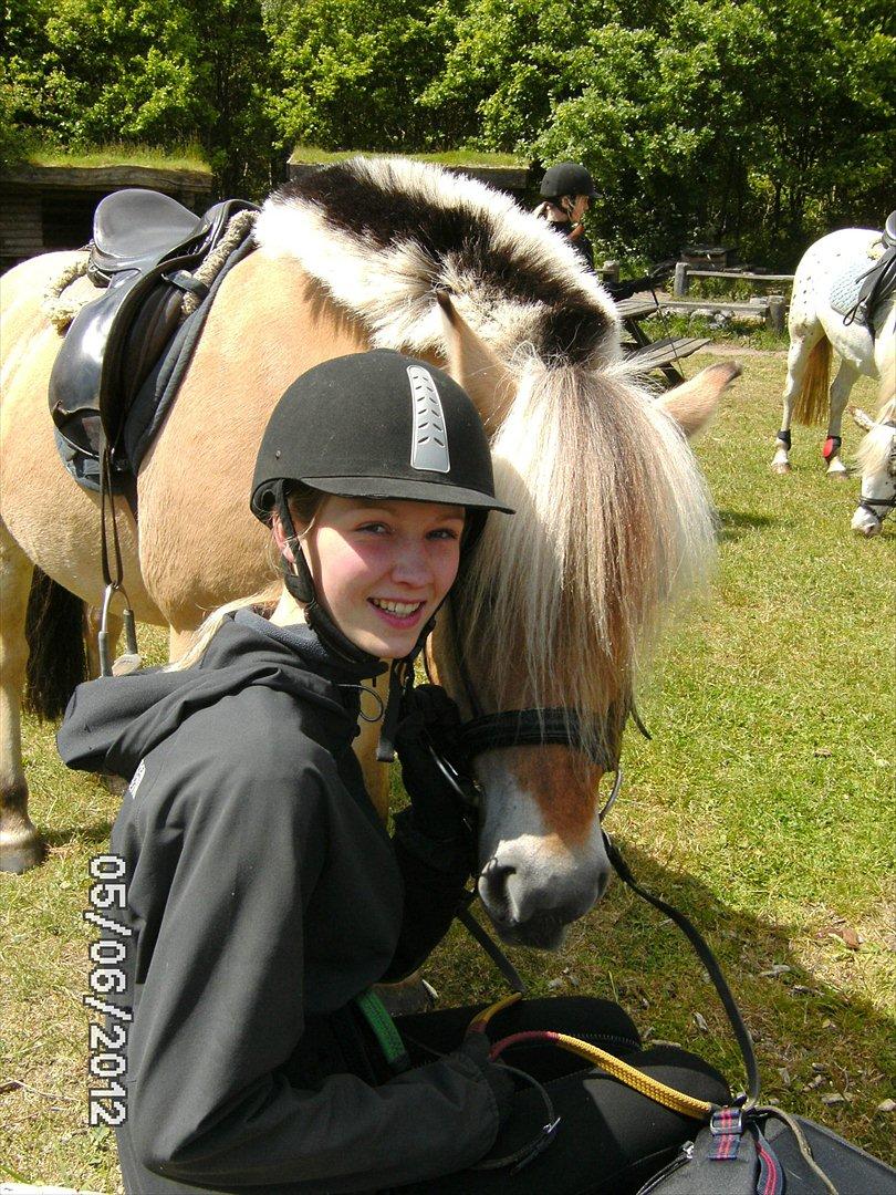 Fjordhest Kamilla  billede 2