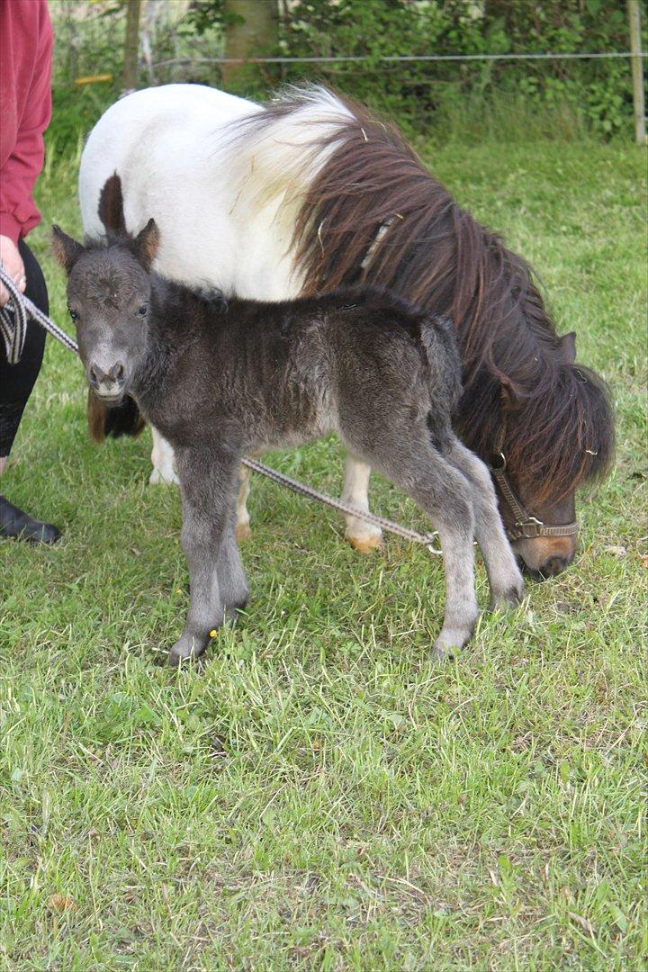 Miniature Sønderheden's Zita - Sønderheden's Zita 1 dag gammel billede 1