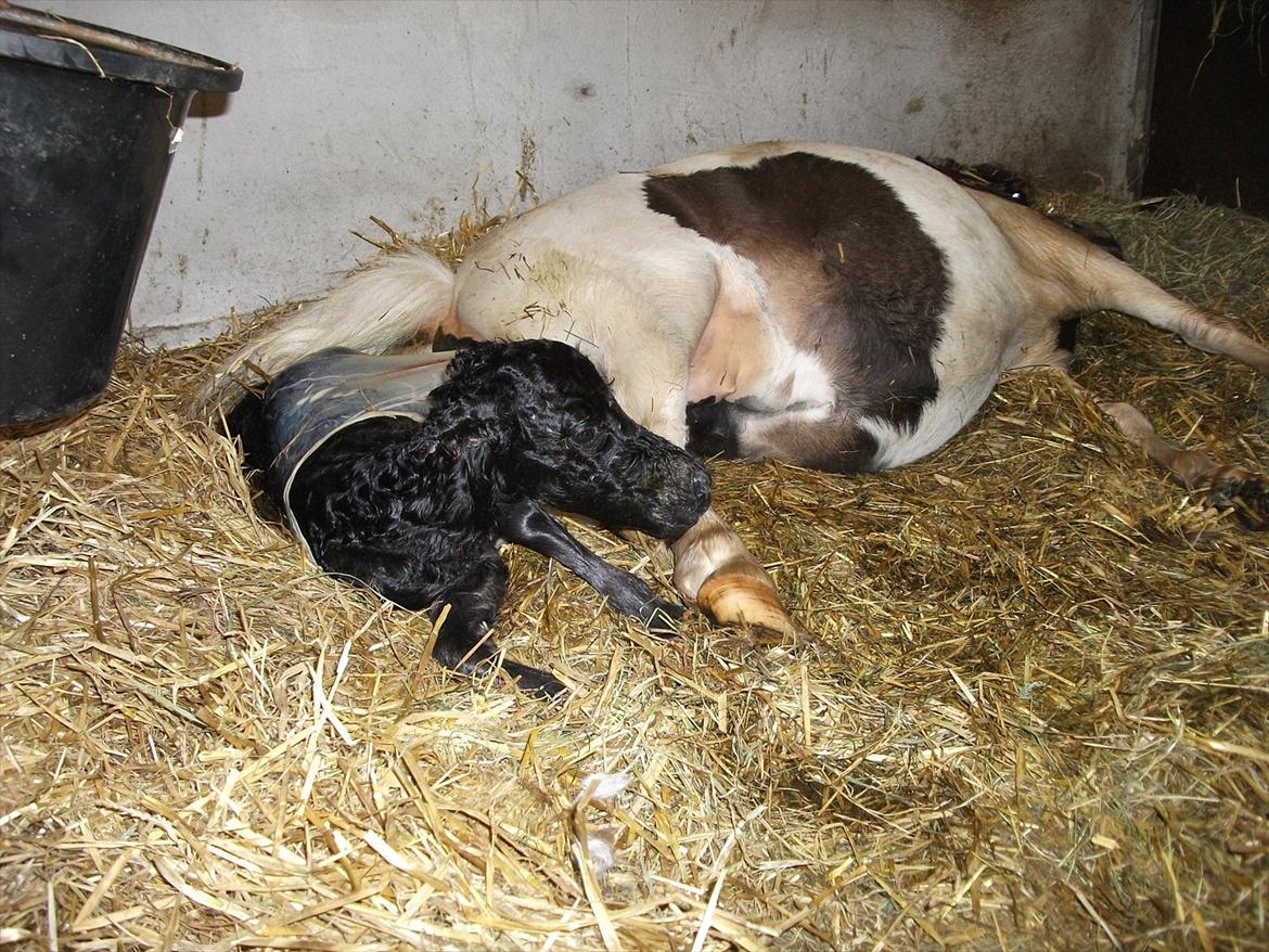 Miniature Sønderheden's Zita billede 2