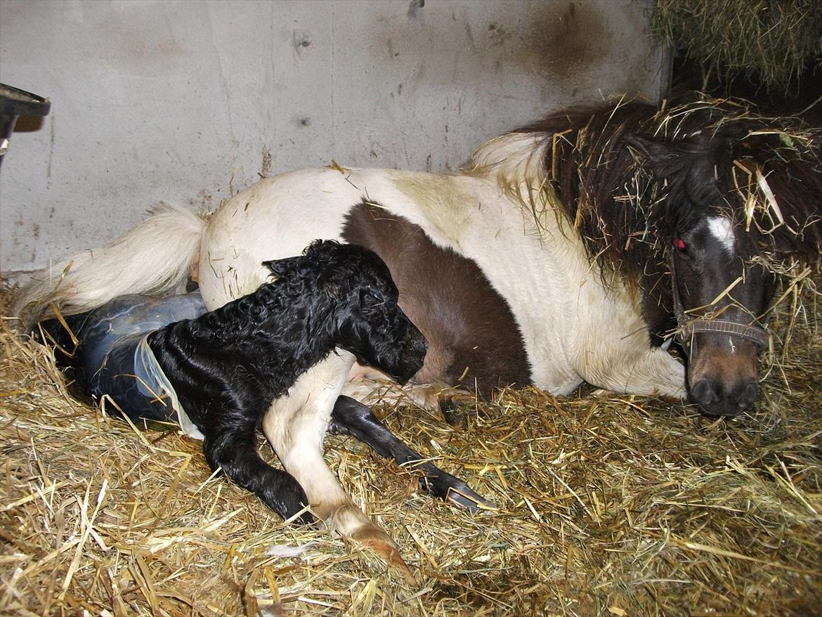 Miniature Sønderheden's Zita billede 3