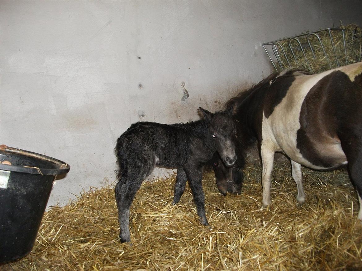 Miniature Sønderheden's Zita billede 4