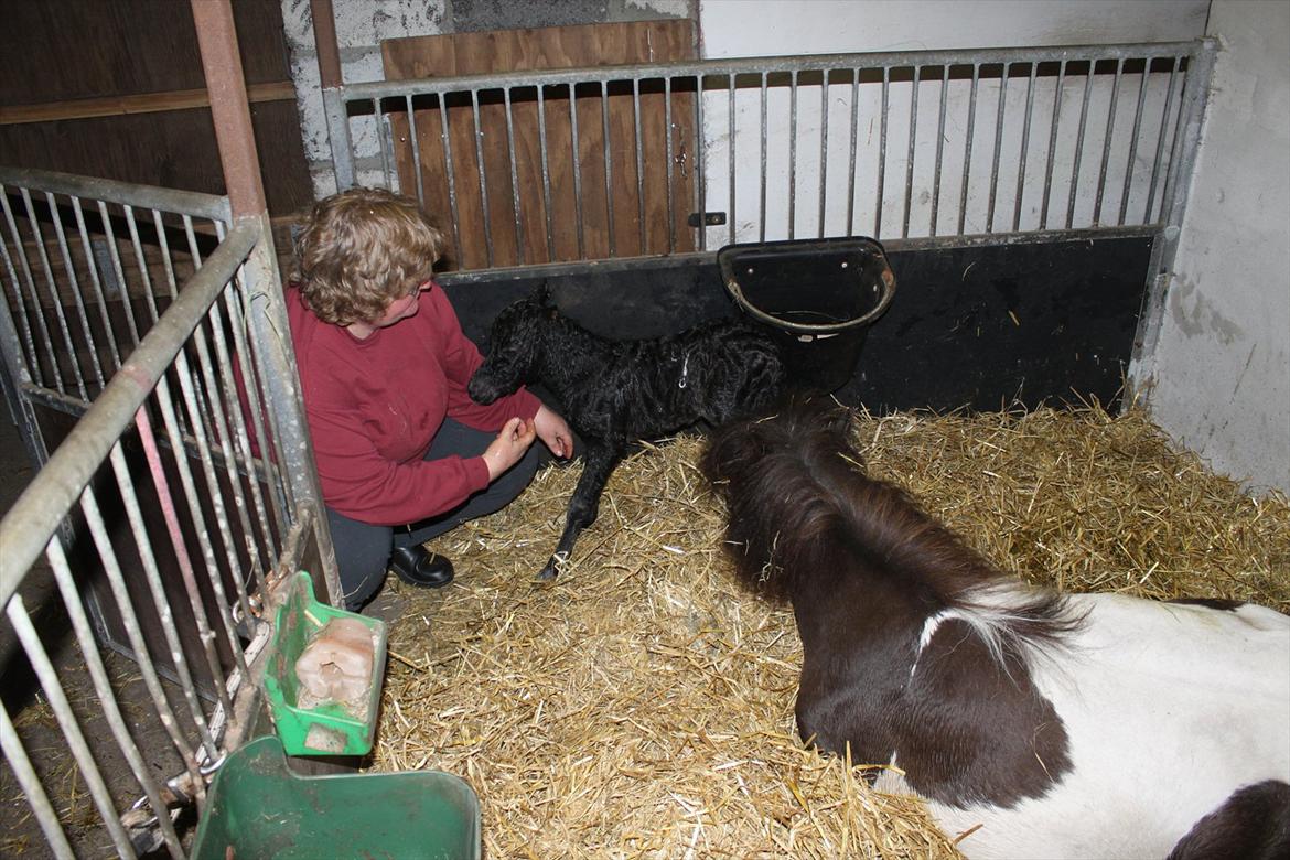 Miniature Sønderheden's Zita billede 6