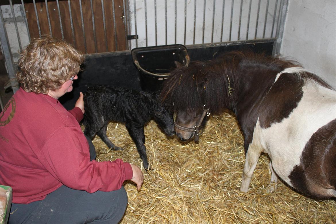 Miniature Sønderheden's Zita billede 7