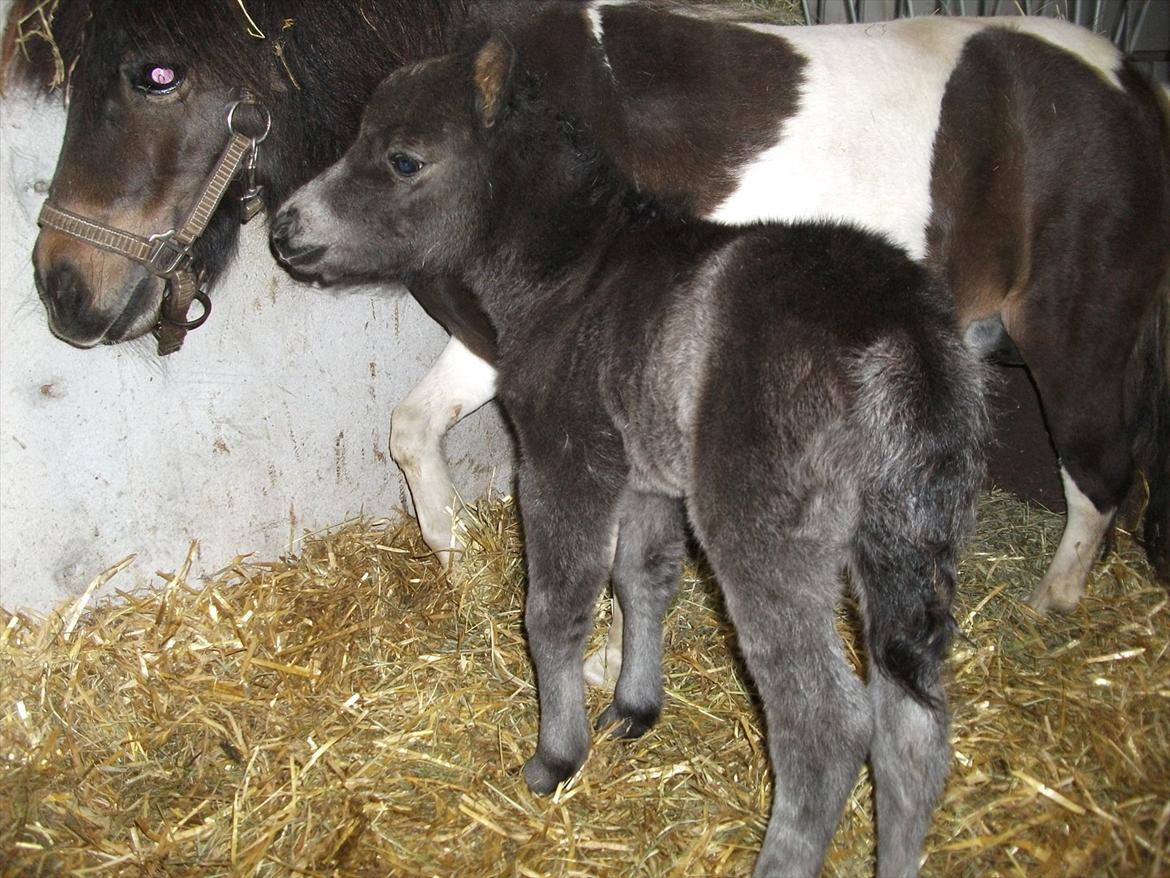 Miniature Sønderheden's Zita billede 8