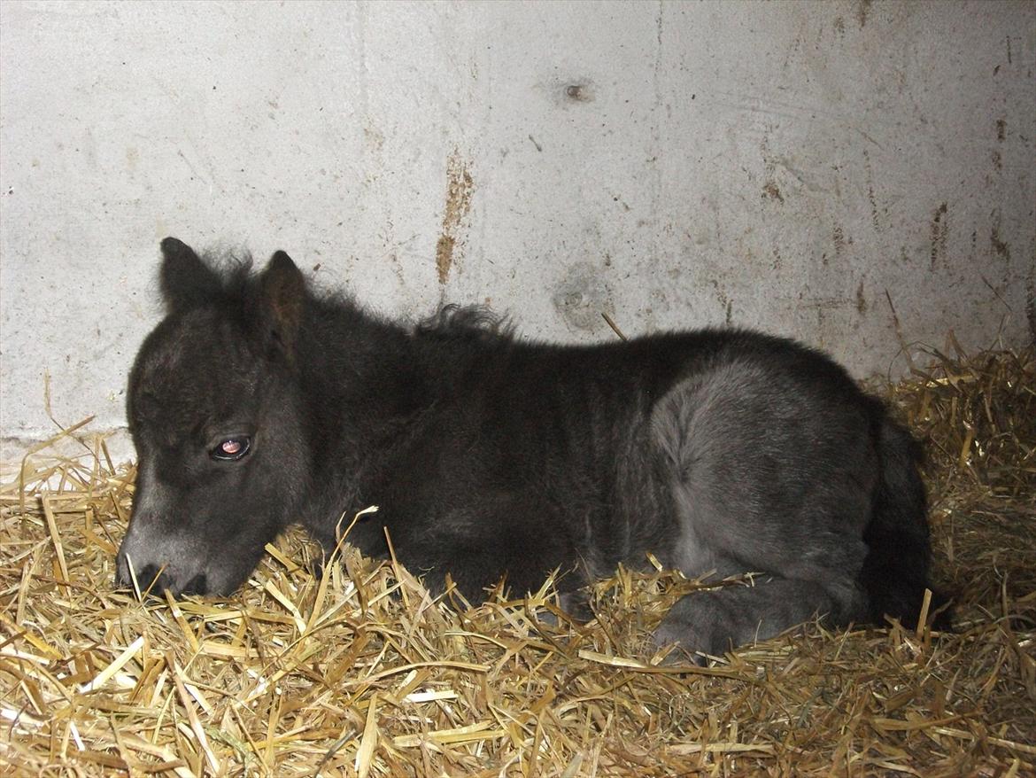 Miniature Sønderheden's Zita billede 9