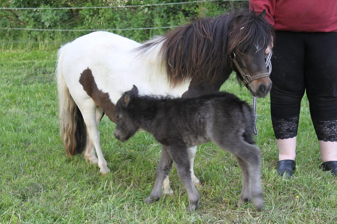 Miniature Sønderheden's Zita billede 10