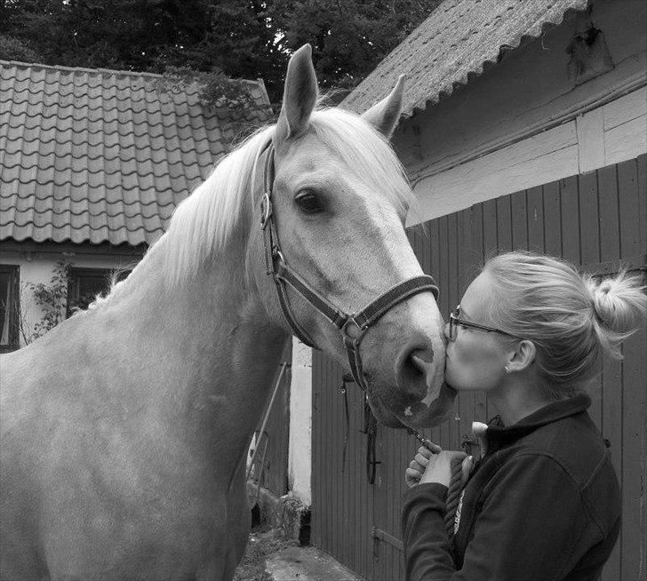 Palomino Cream Django (Santhos) - Gammel Part billede 1