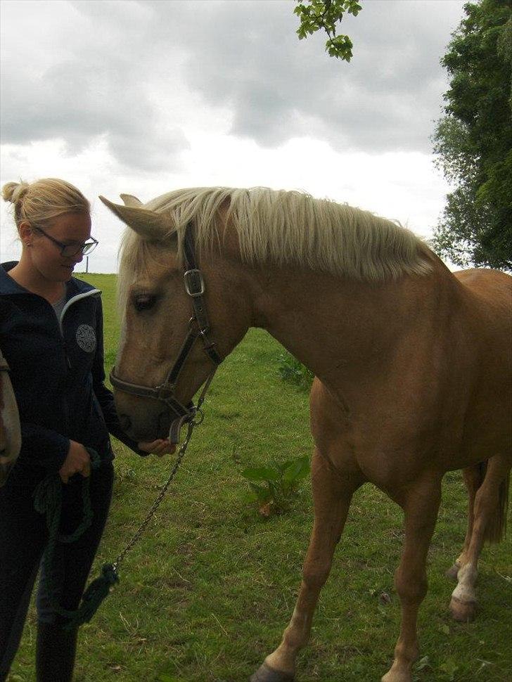 Palomino Cream Django (Santhos) - Gammel Part billede 2