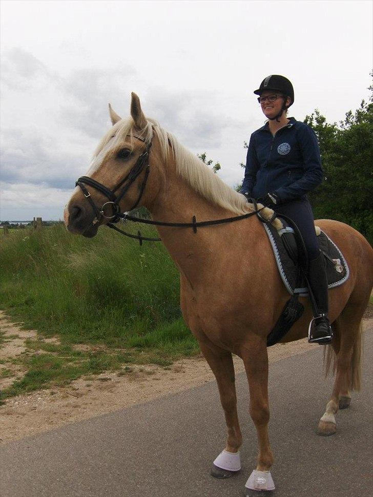 Palomino Cream Django (Santhos) - Gammel Part billede 4