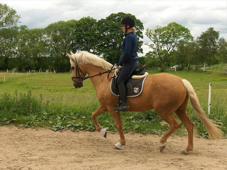 Palomino Cream Django (Santhos) - Gammel Part billede 5