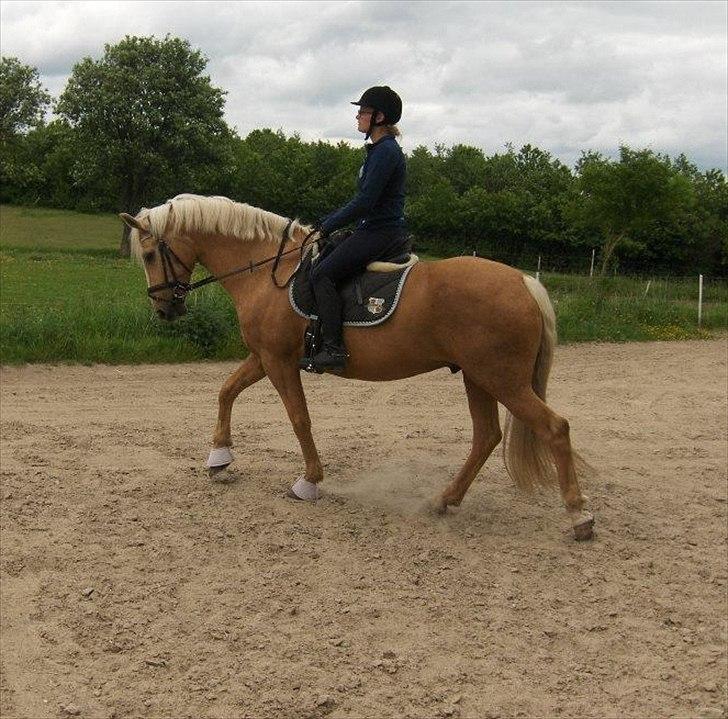 Palomino Cream Django (Santhos) - Gammel Part billede 6