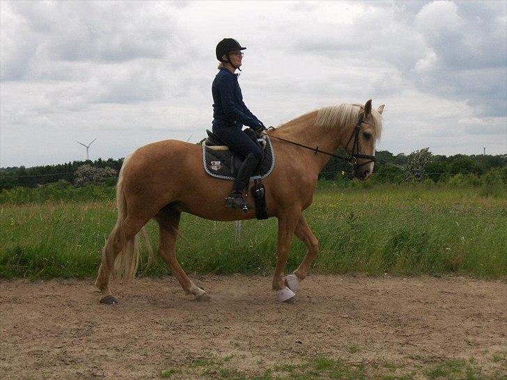 Palomino Cream Django (Santhos) - Gammel Part billede 7