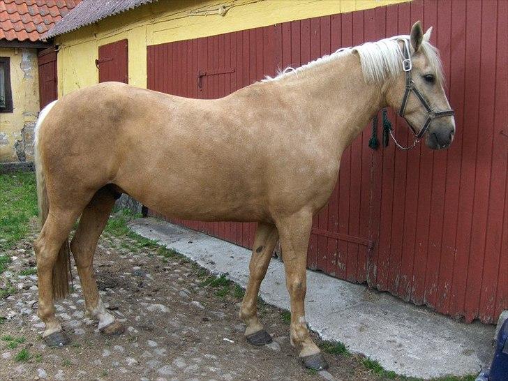 Palomino Cream Django (Santhos) - Gammel Part billede 8