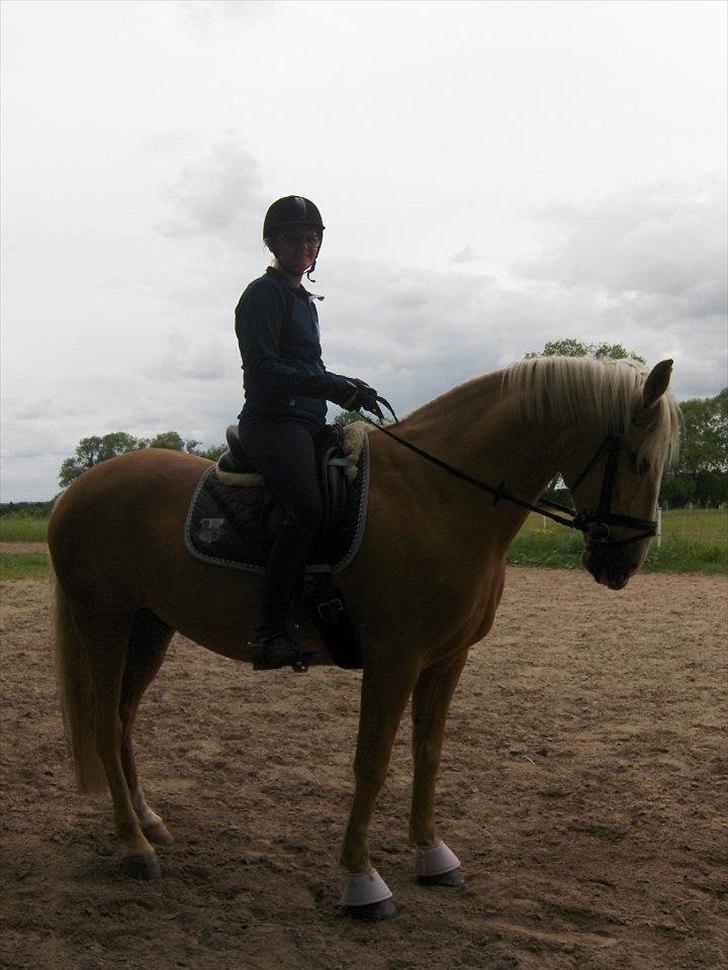 Palomino Cream Django (Santhos) - Gammel Part billede 10