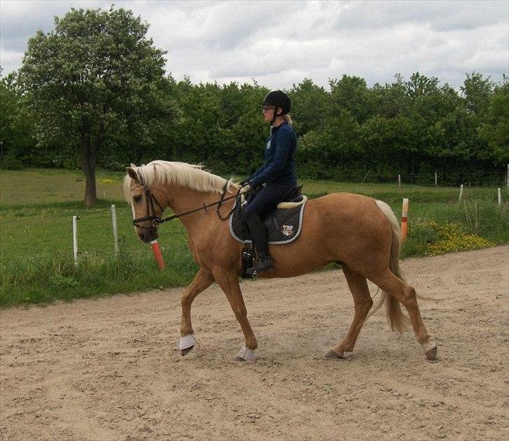 Palomino Cream Django (Santhos) - Gammel Part billede 11