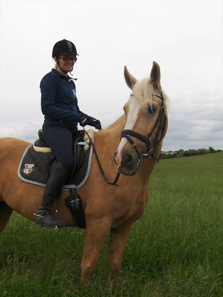 Palomino Cream Django (Santhos) - Gammel Part billede 12