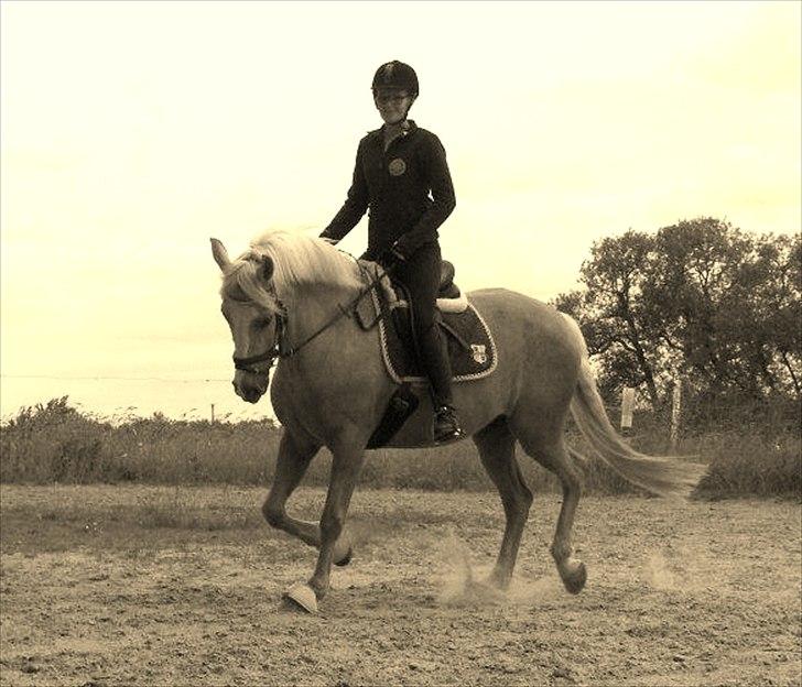 Palomino Cream Django (Santhos) - Gammel Part billede 13