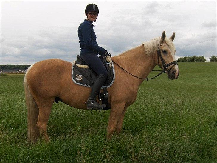 Palomino Cream Django (Santhos) - Gammel Part billede 14