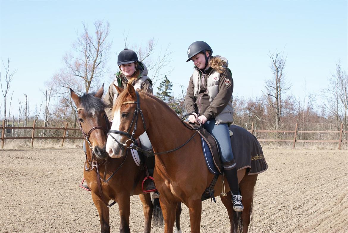 Irsk Sportspony Carlton Flight [Himmelhest] - Gode venner er som stjerner. Man kan ikke altid se dem, men man ved de altid er der billede 12