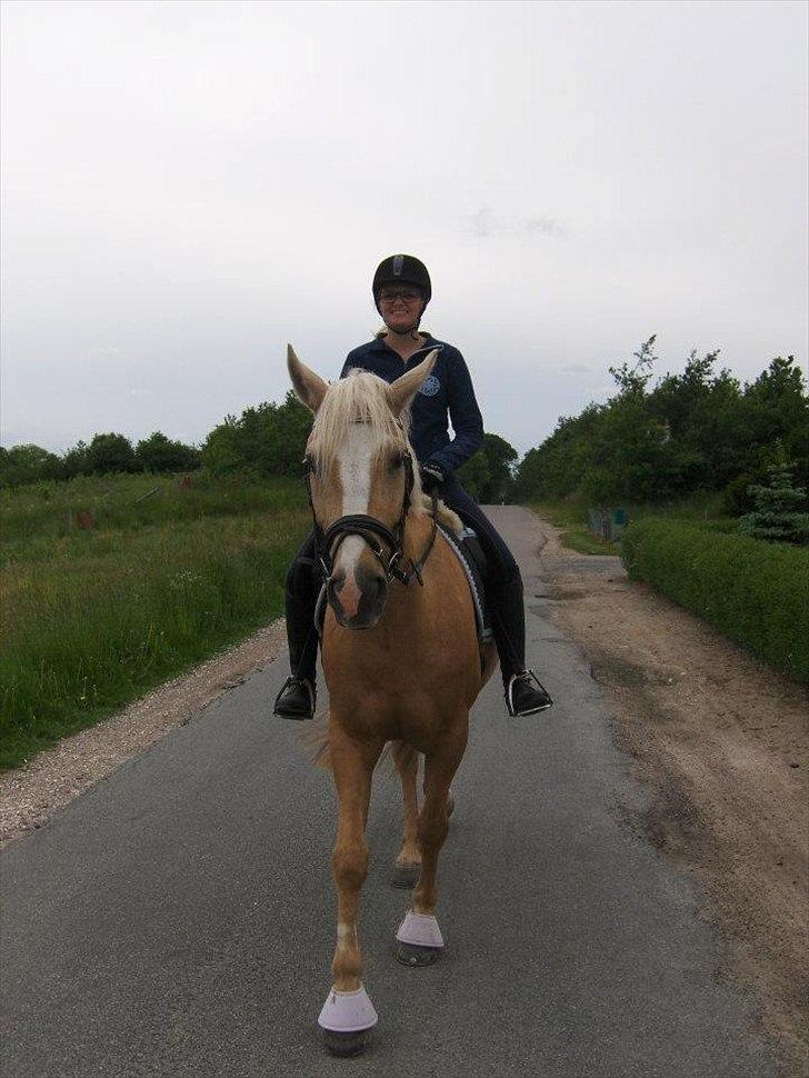 Palomino Cream Django (Santhos) - Gammel Part billede 15