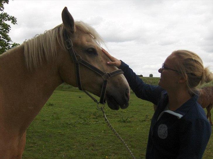 Palomino Cream Django (Santhos) - Gammel Part billede 16