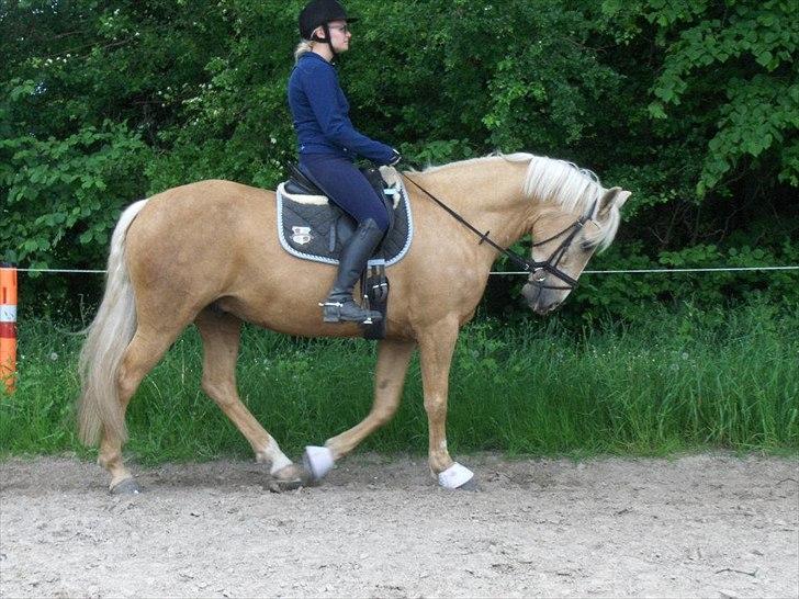 Palomino Cream Django (Santhos) - Gammel Part billede 17