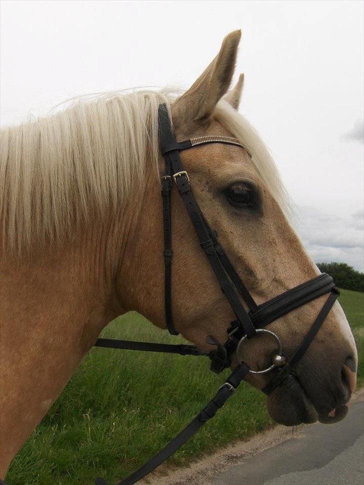 Palomino Cream Django (Santhos) - Gammel Part billede 18