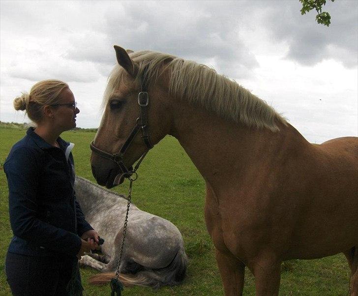 Palomino Cream Django (Santhos) - Gammel Part billede 19