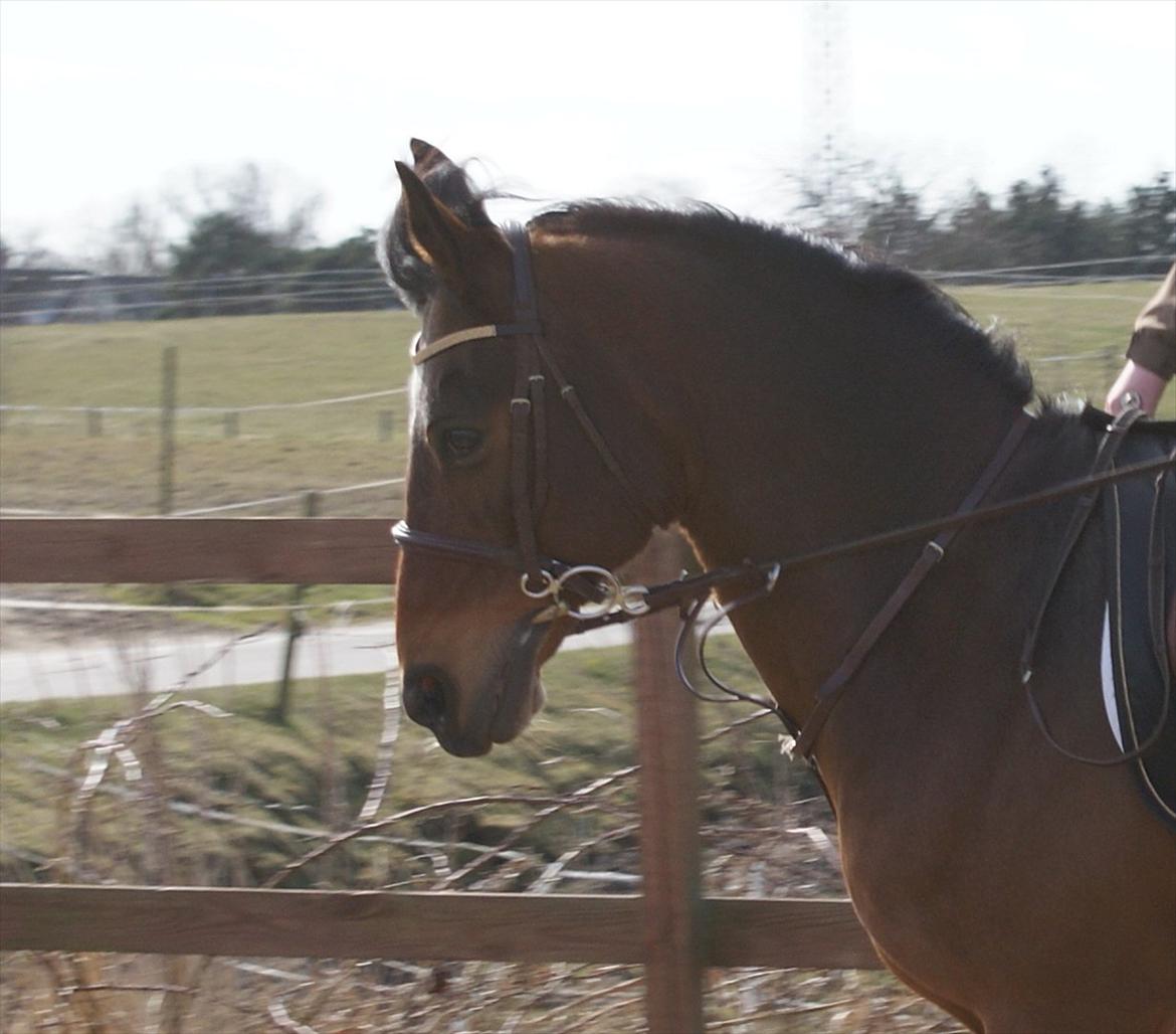 Irsk Sportspony Carlton Flight [Himmelhest] billede 13