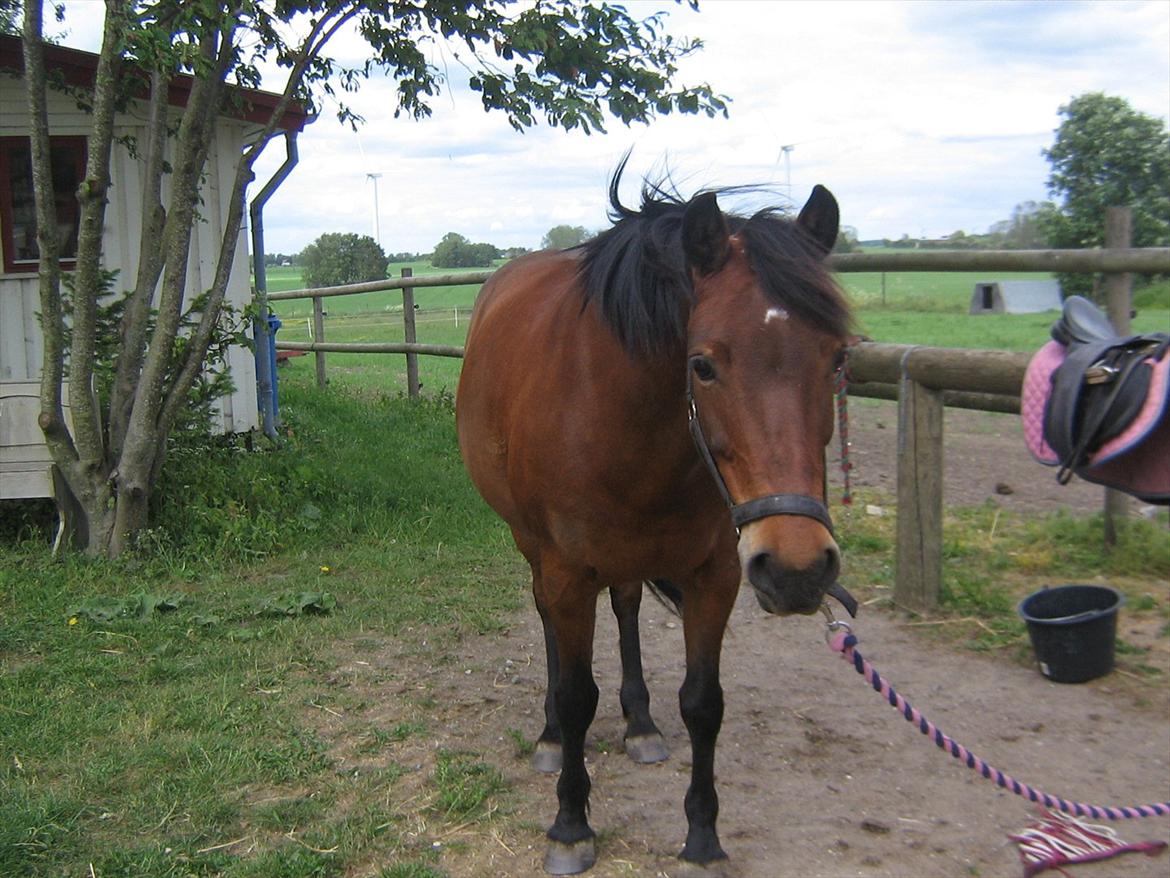 Anden særlig race Tøzen billede 2