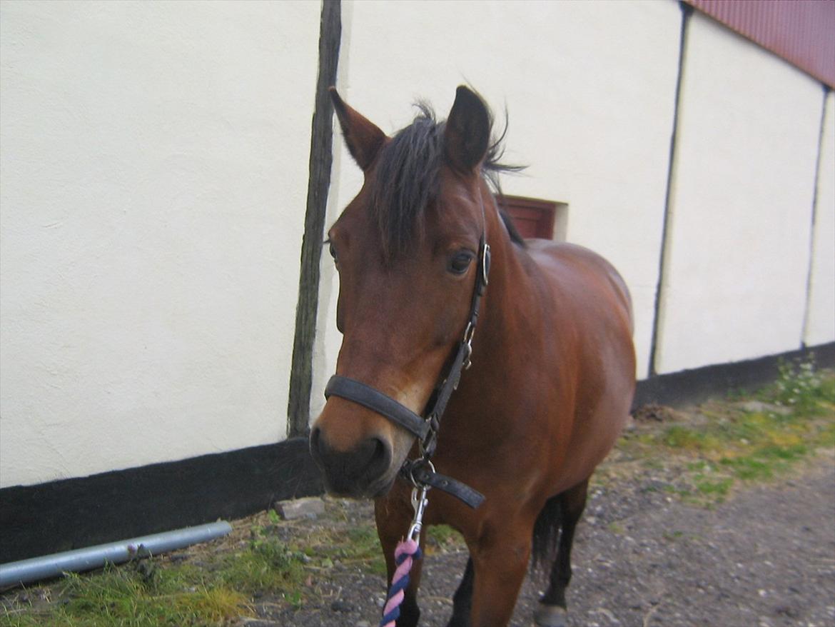 Anden særlig race Tøzen billede 4