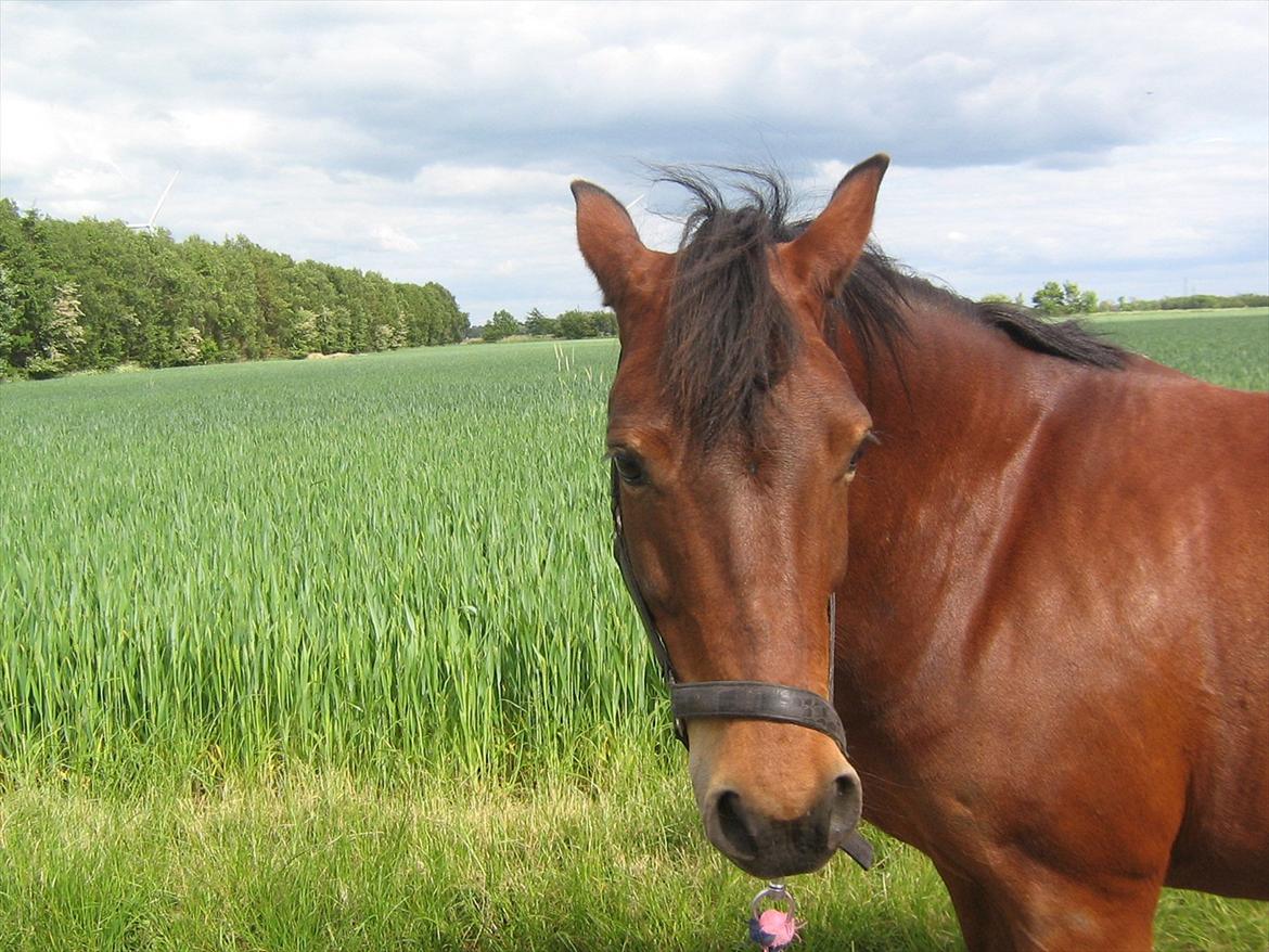 Anden særlig race Tøzen billede 5
