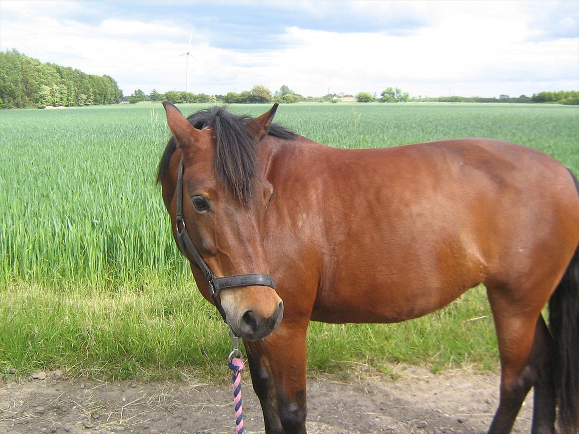 Anden særlig race Tøzen billede 6