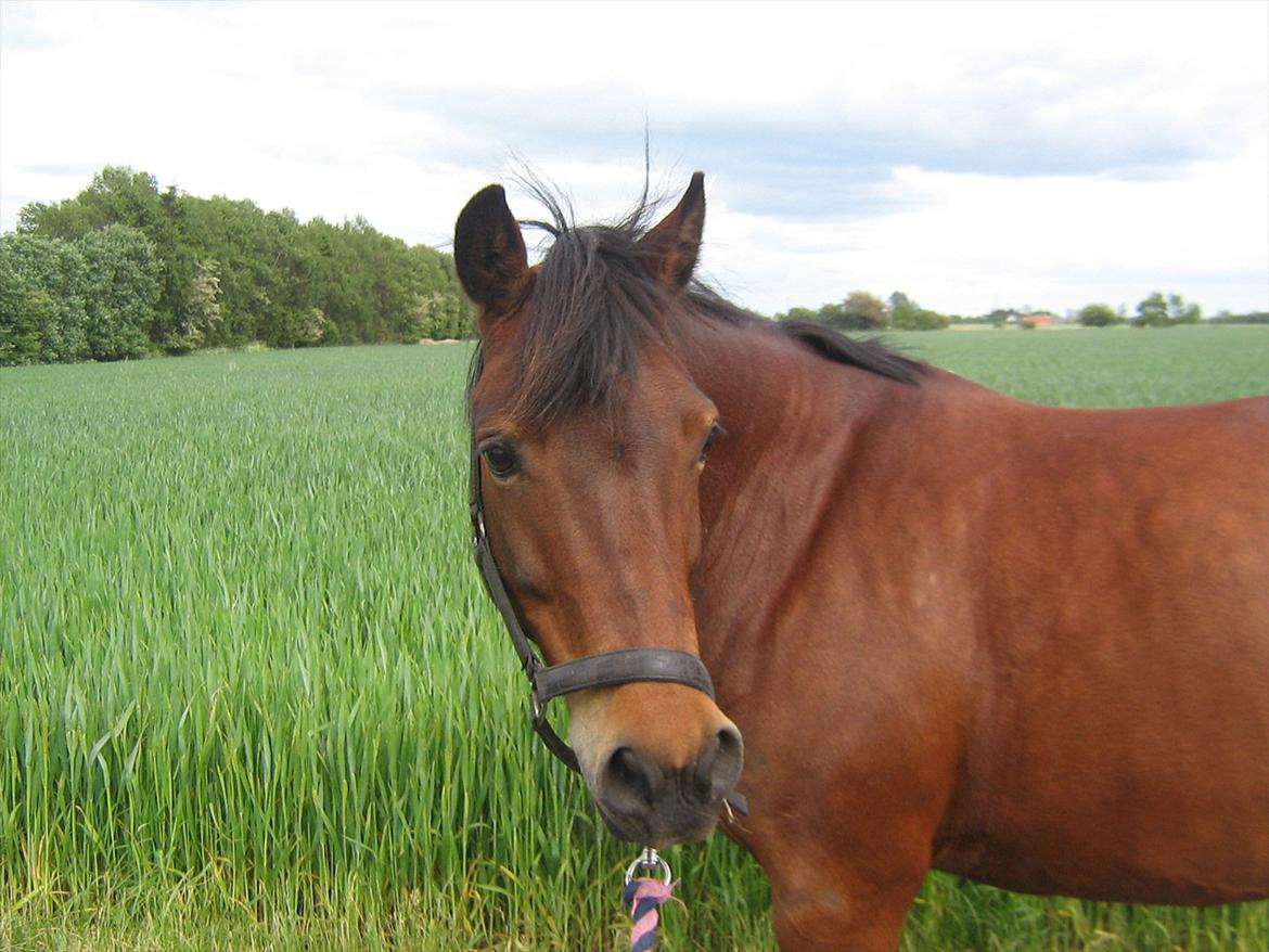 Anden særlig race Tøzen billede 7