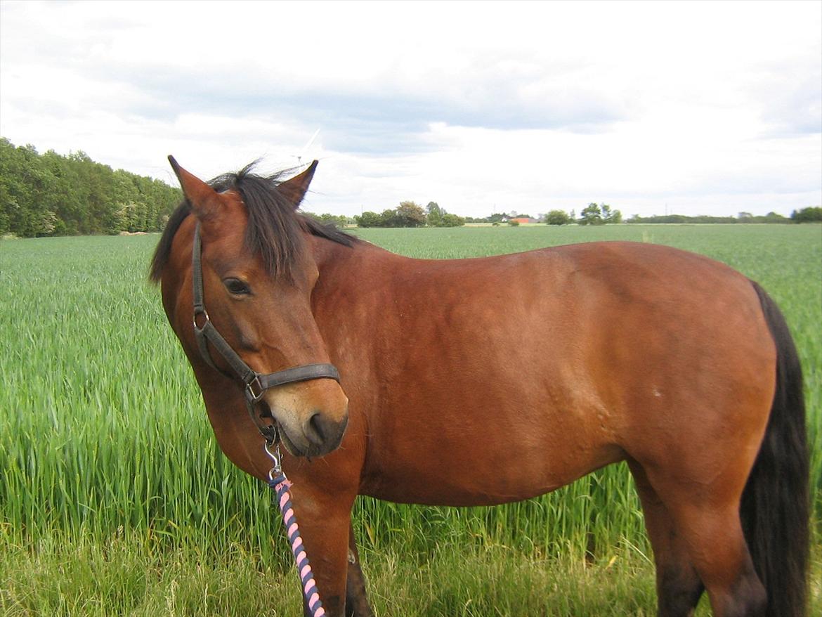 Anden særlig race Tøzen billede 8