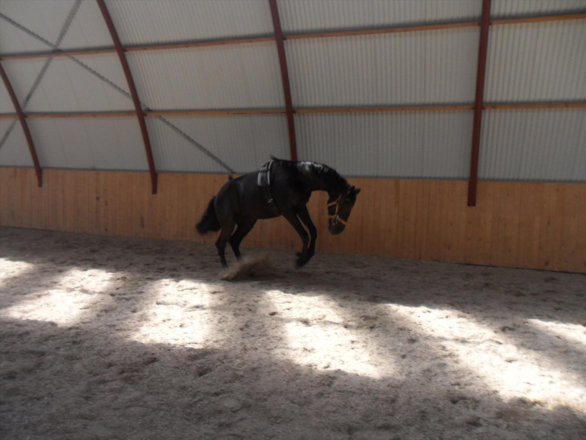 Dansk Varmblod Ryttergaardens Lawinsky solgt - Første gang han var løs med longegjord, et rodeohop og det var det:-) billede 2