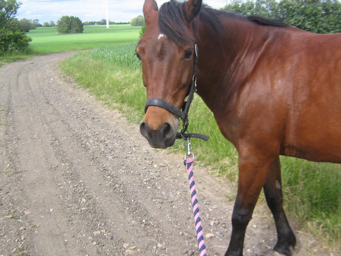 Anden særlig race Tøzen billede 9