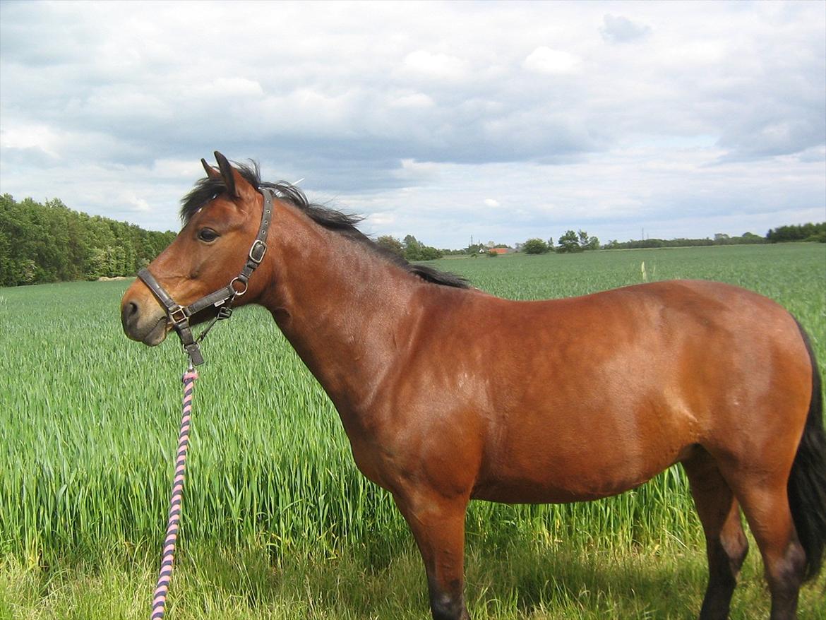 Anden særlig race Tøzen billede 10