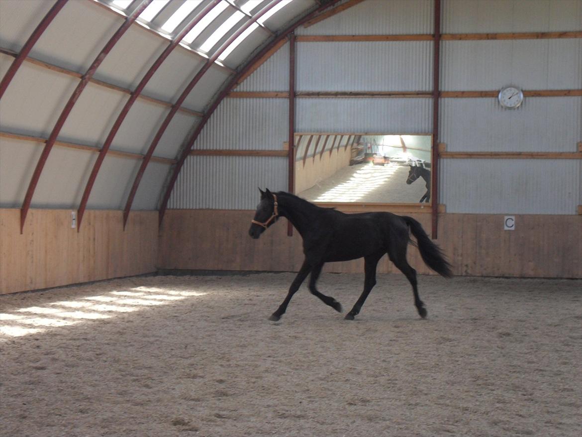 Dansk Varmblod Ryttergaardens Lawinsky solgt - Så fint han traver, skal nok blive en god dressurhest billede 3