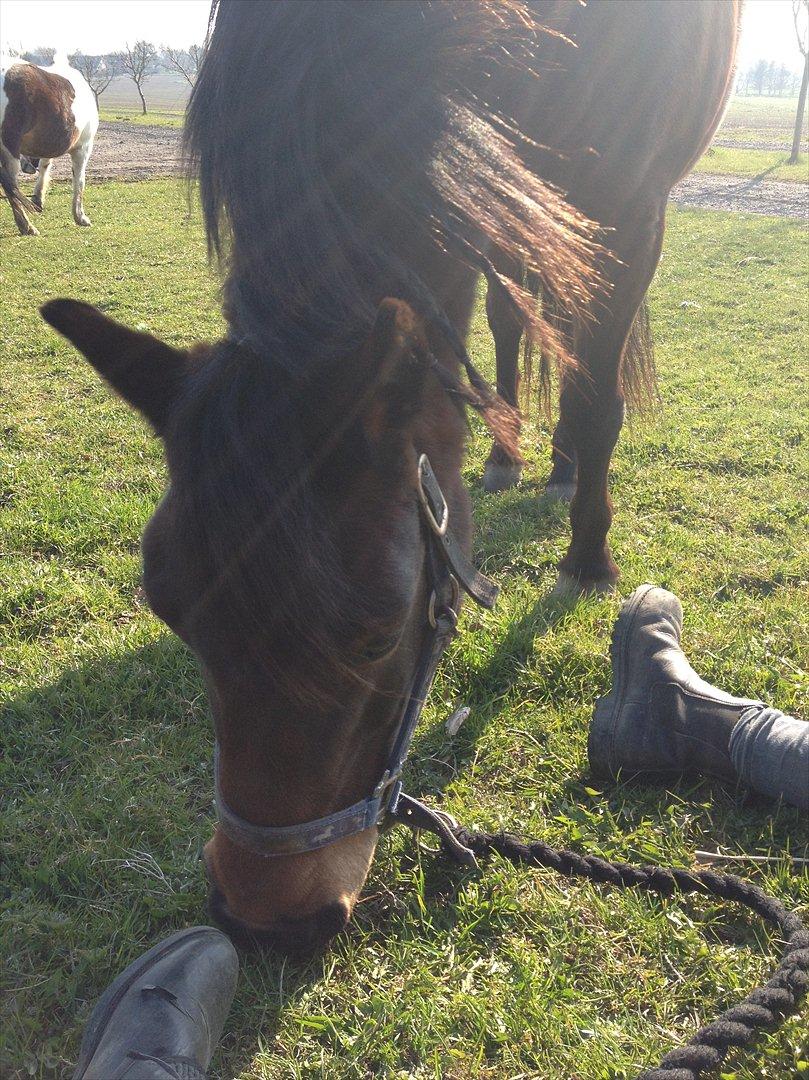 Anden særlig race Tøzen billede 11
