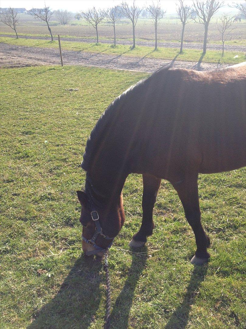 Anden særlig race Tøzen billede 12