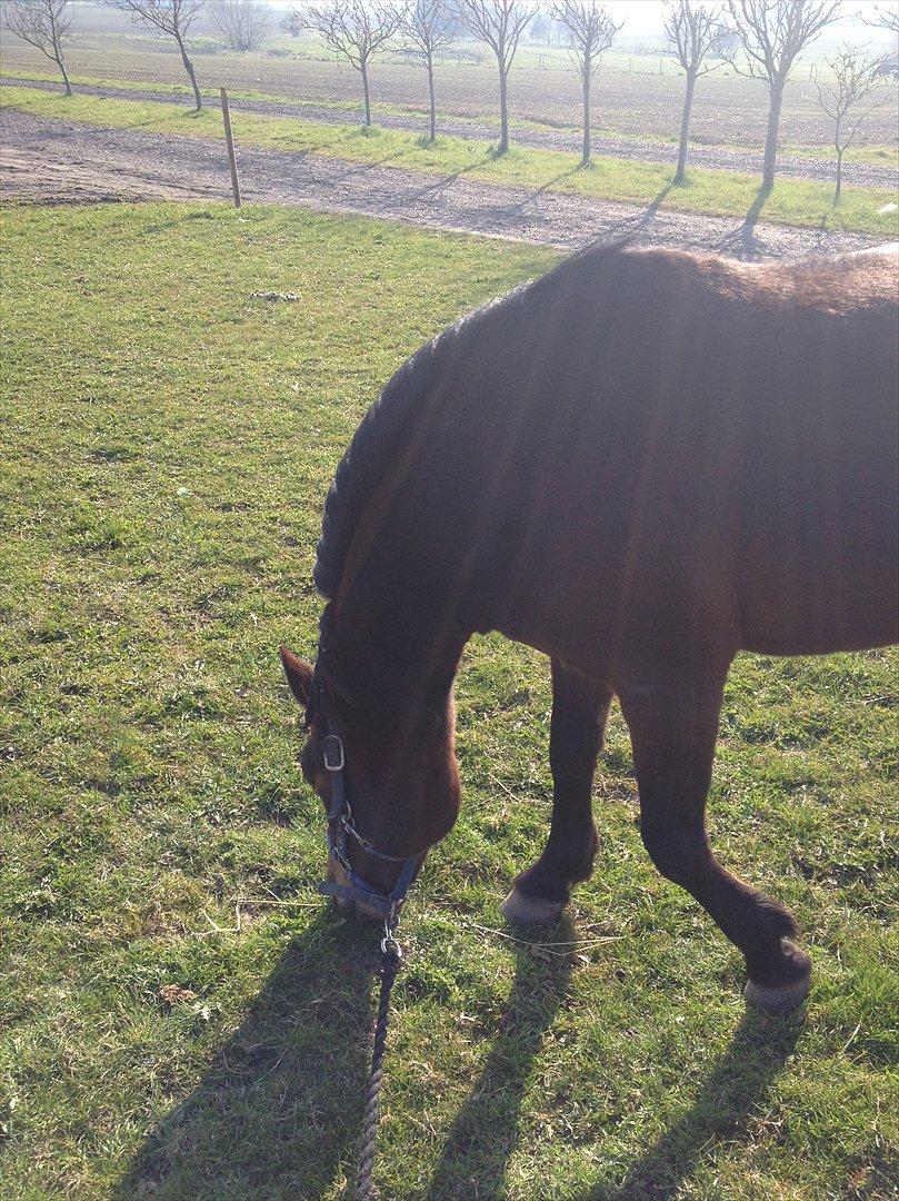 Anden særlig race Tøzen billede 13