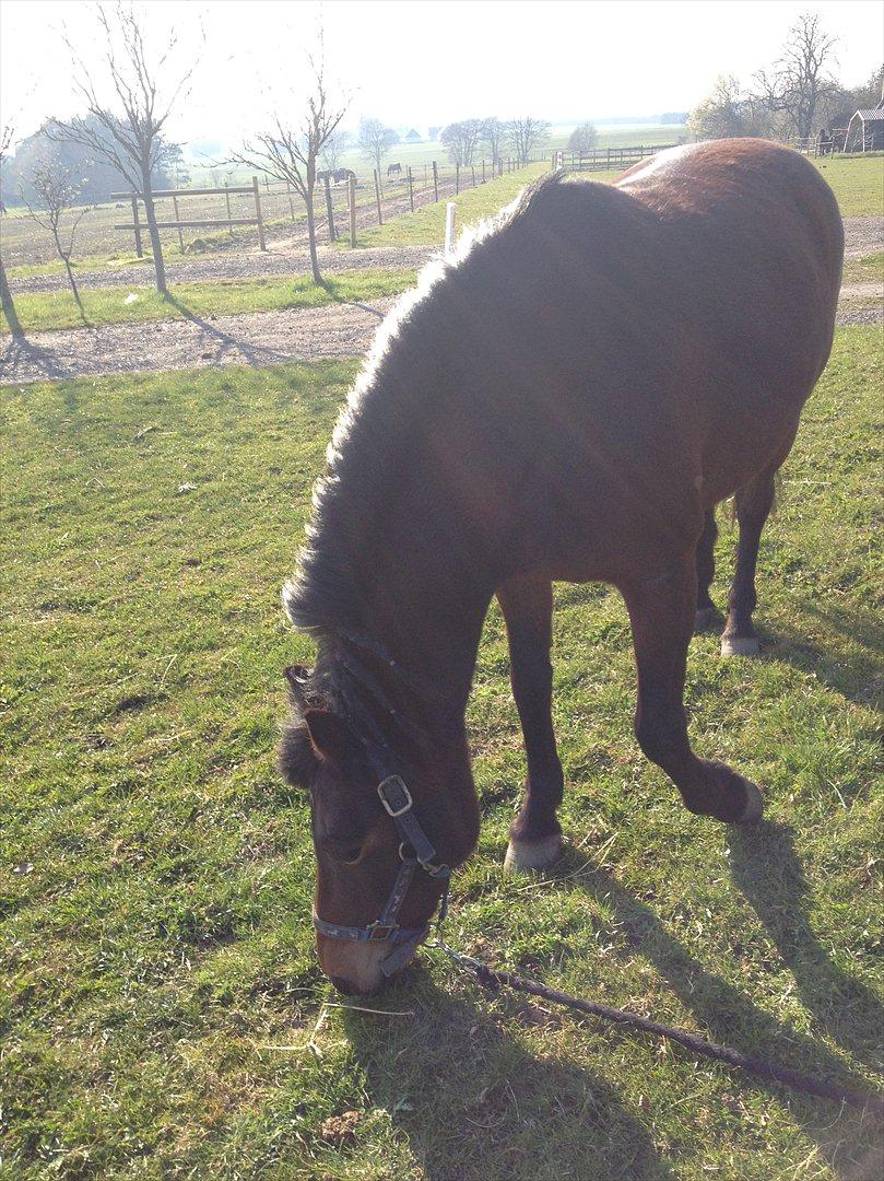 Anden særlig race Tøzen billede 14