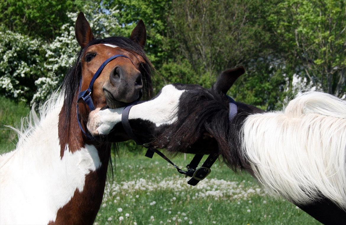 Tobiano Friesian - Amigo | Skovbjerggårds Frieser | - Drengene leger lidt på fold! (2012) billede 13