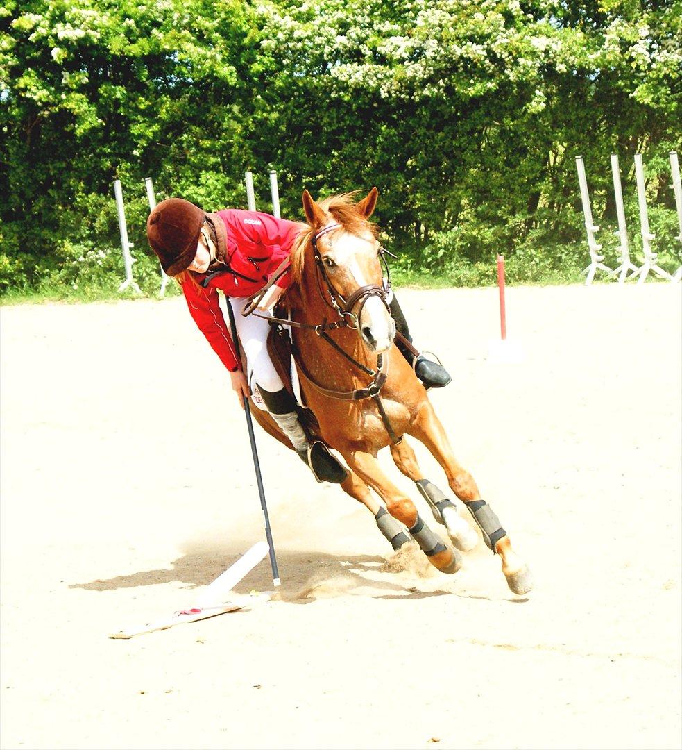 Anden særlig race Sweet Cherry [B-Pony] Aflivet - Sydjysk Mesterskab ponygames :D<3
 billede 18