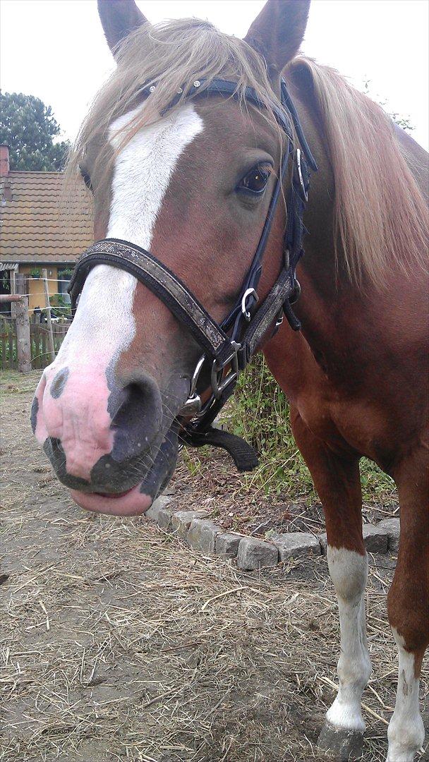 Anden særlig race Flamboyante Bijou billede 1